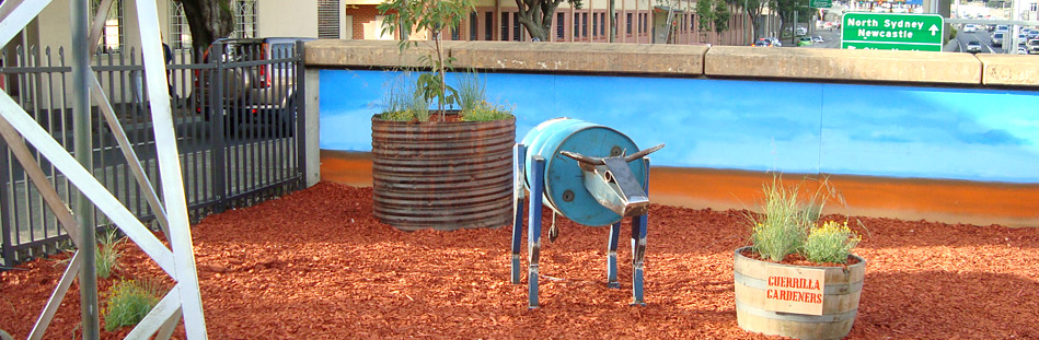 Woolloomooloo, Sydney Cows